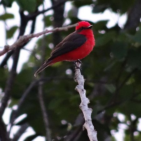 El Paraiso Posada Finca San Vicente バリチャラ エクステリア 写真