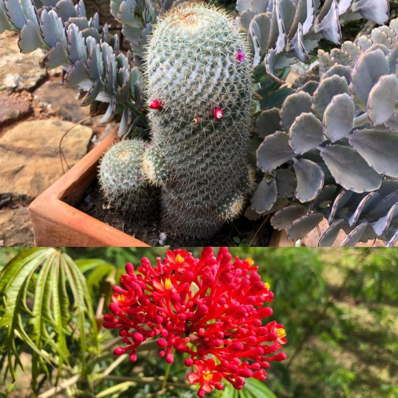 El Paraiso Posada Finca San Vicente バリチャラ エクステリア 写真