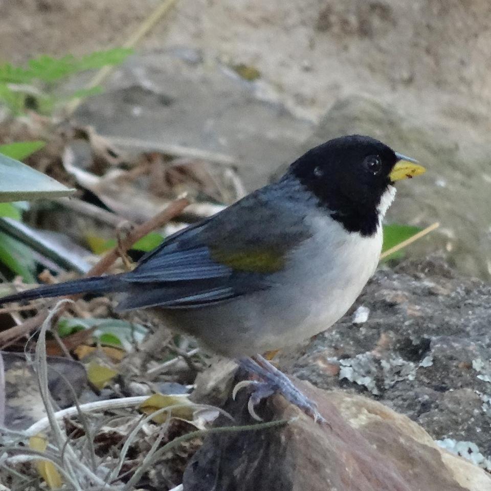 El Paraiso Posada Finca San Vicente バリチャラ エクステリア 写真