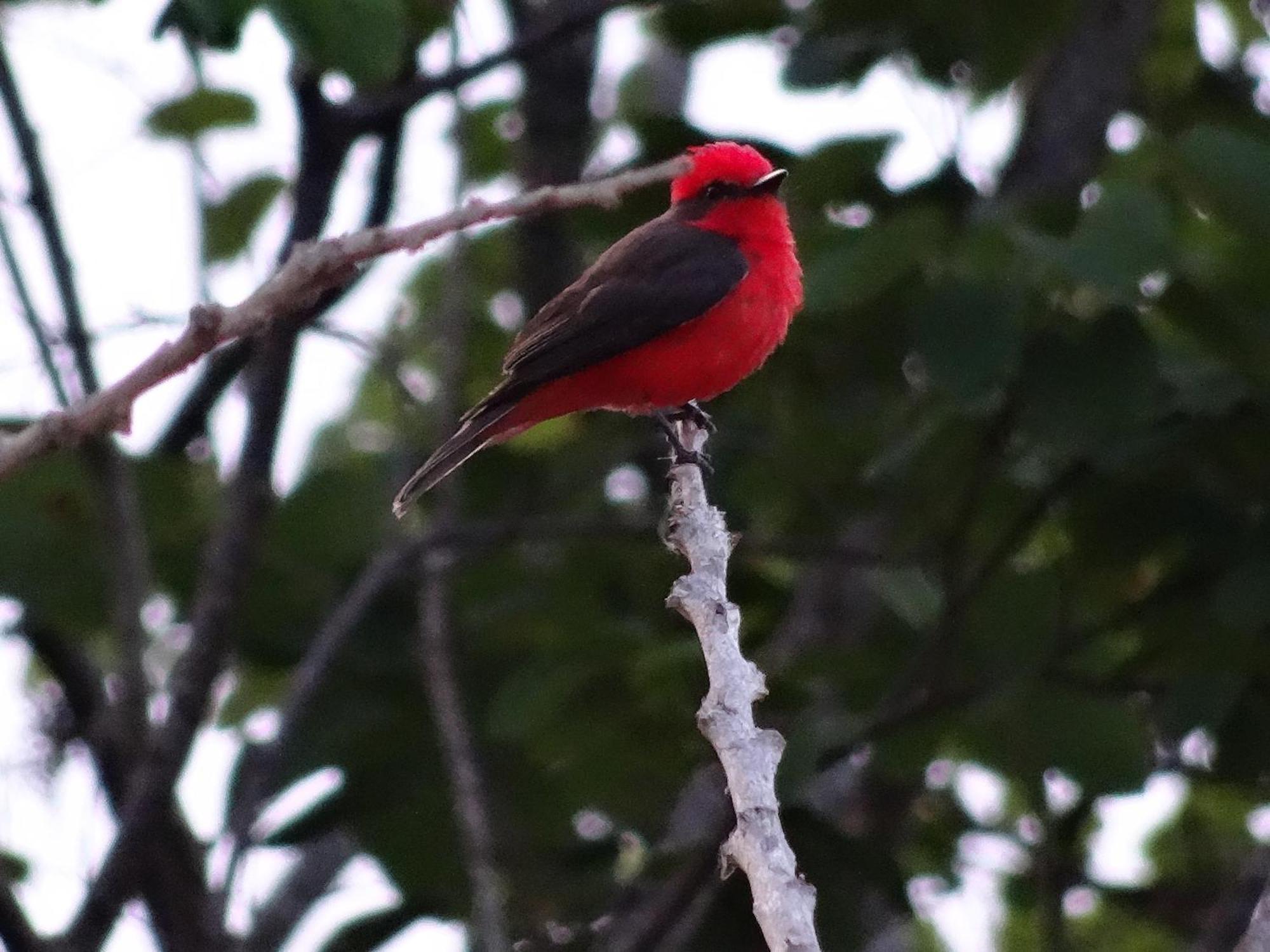El Paraiso Posada Finca San Vicente バリチャラ エクステリア 写真