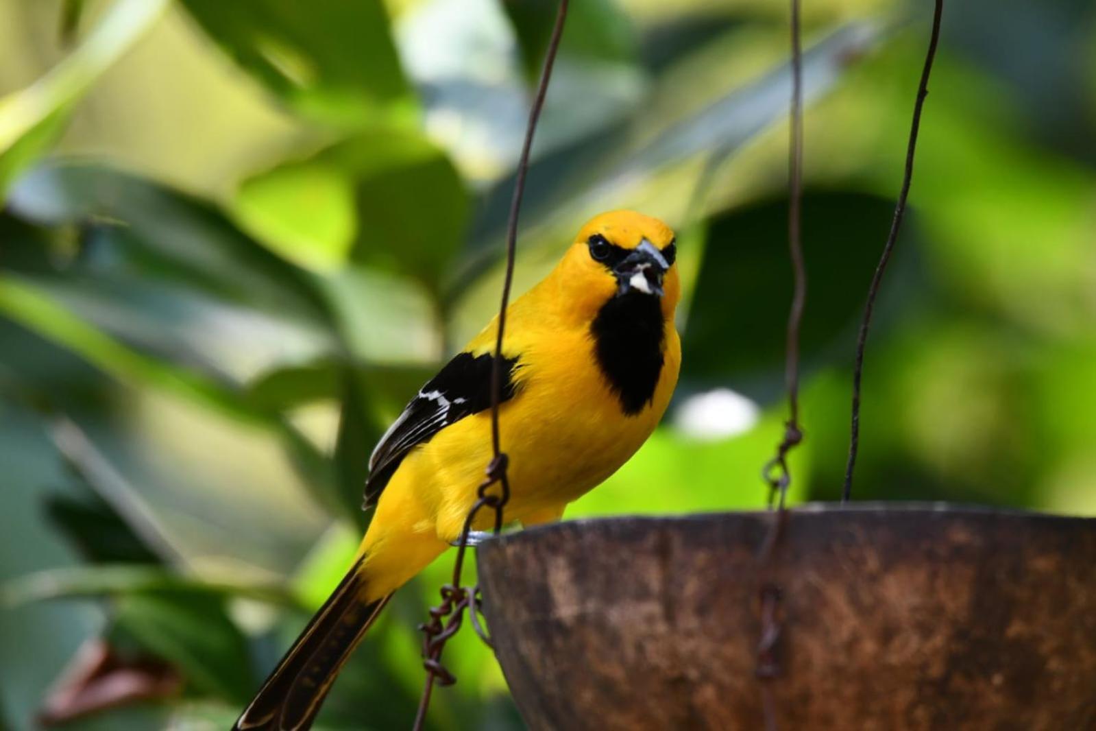 El Paraiso Posada Finca San Vicente バリチャラ エクステリア 写真