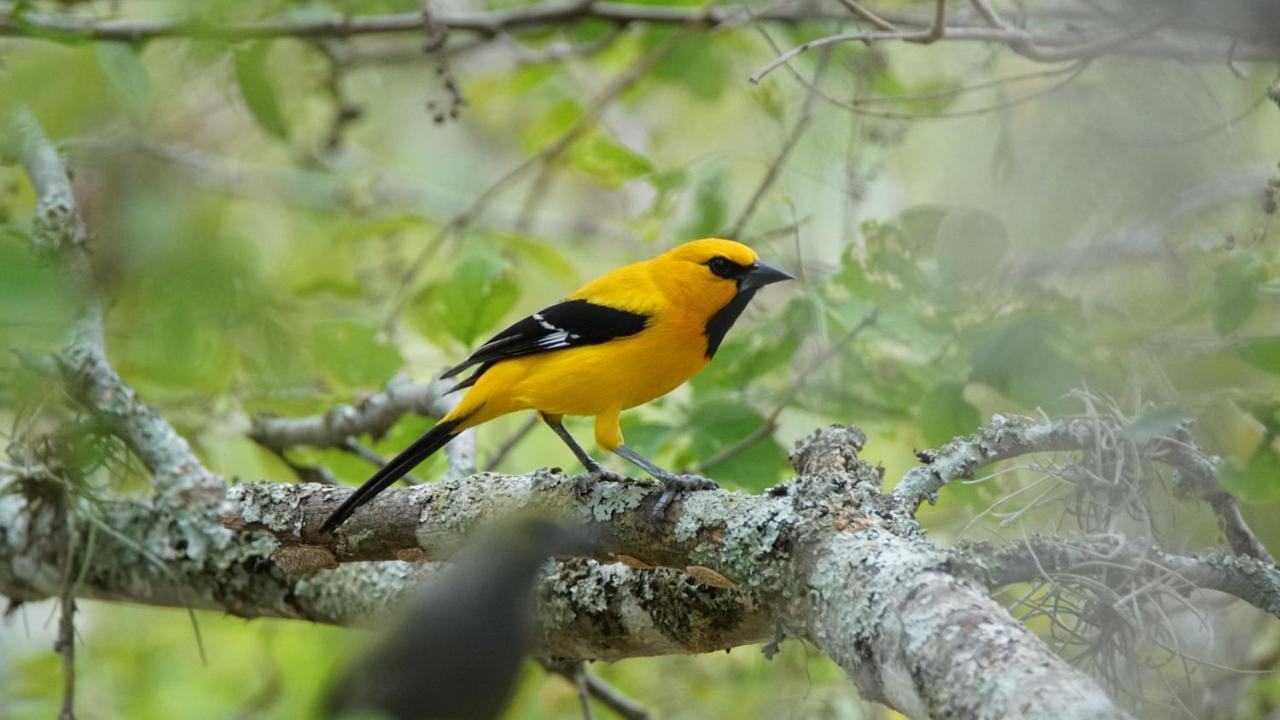 El Paraiso Posada Finca San Vicente バリチャラ エクステリア 写真